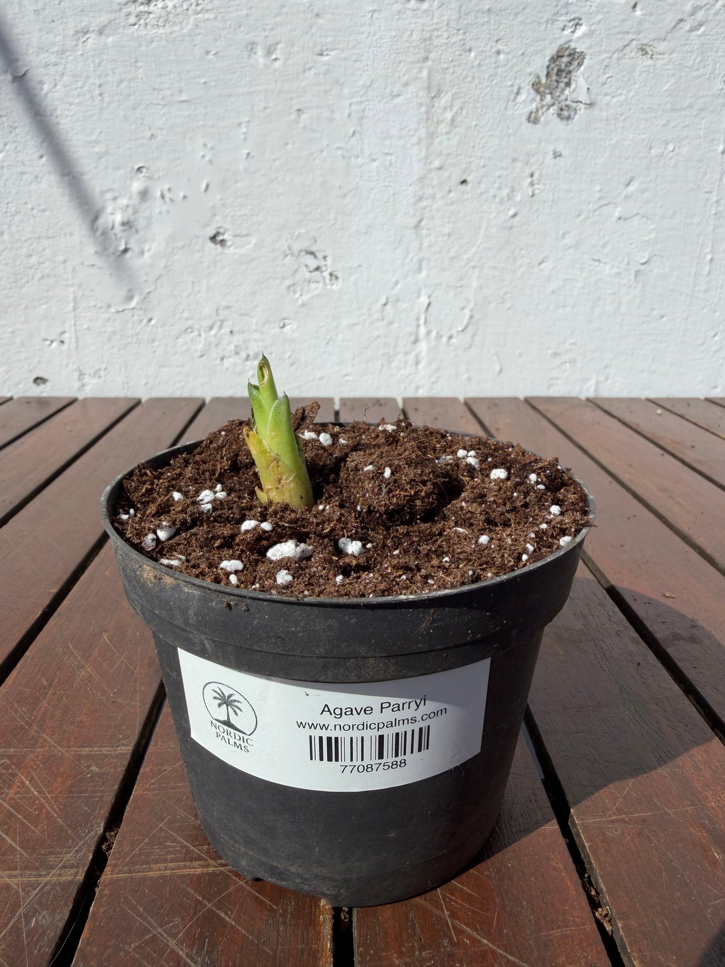 Agave Parryi