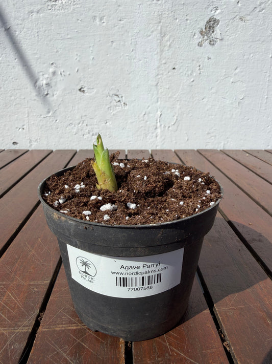 Agave Parryi