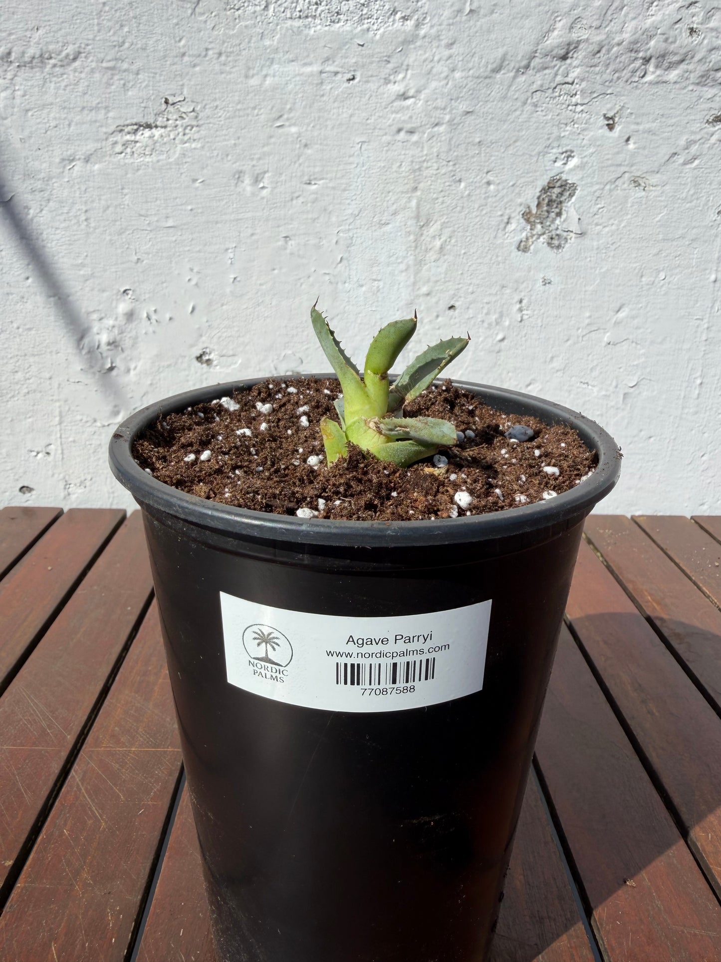 Agave Parryi