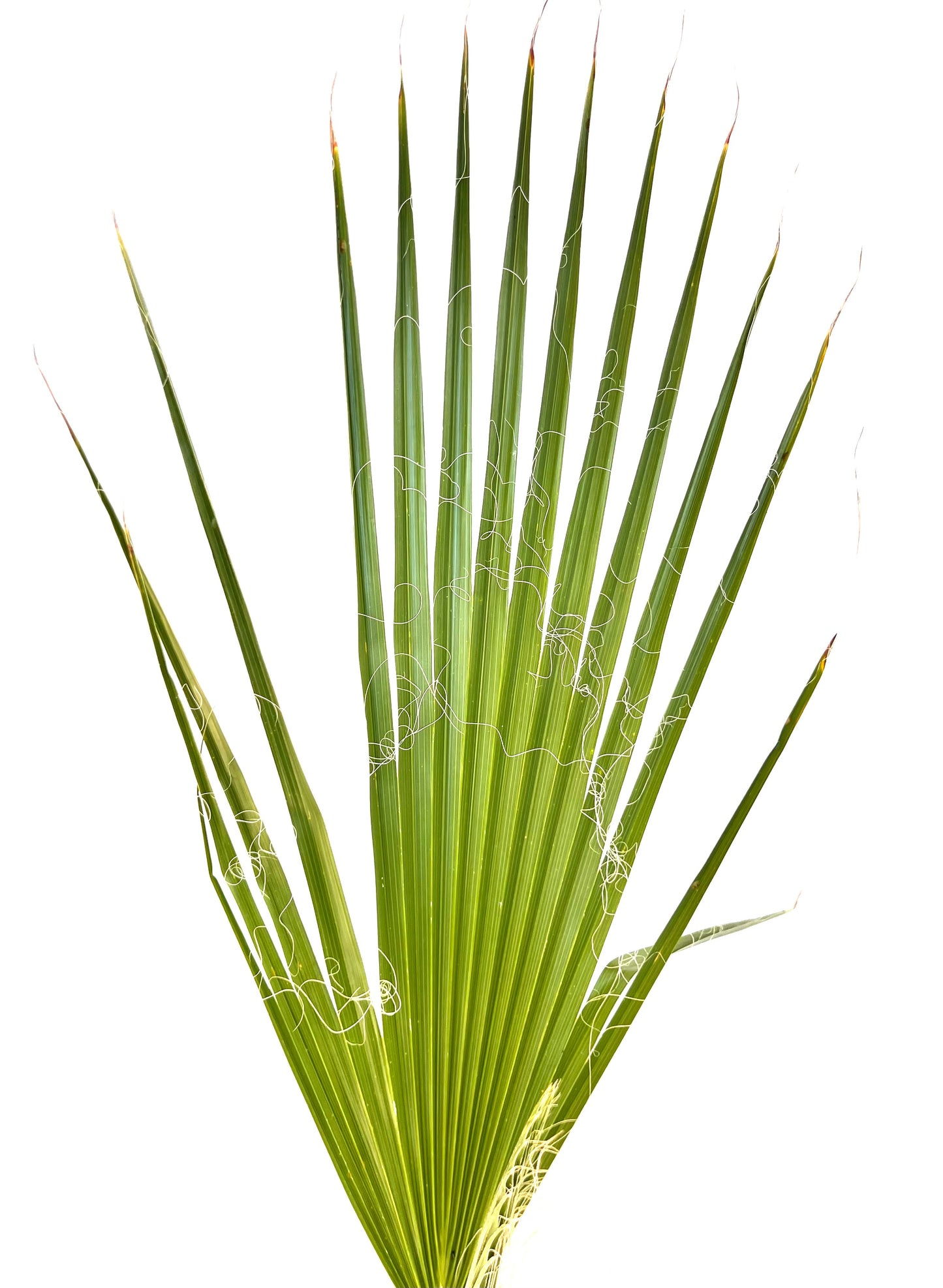 Washingtonia Robusta 5L