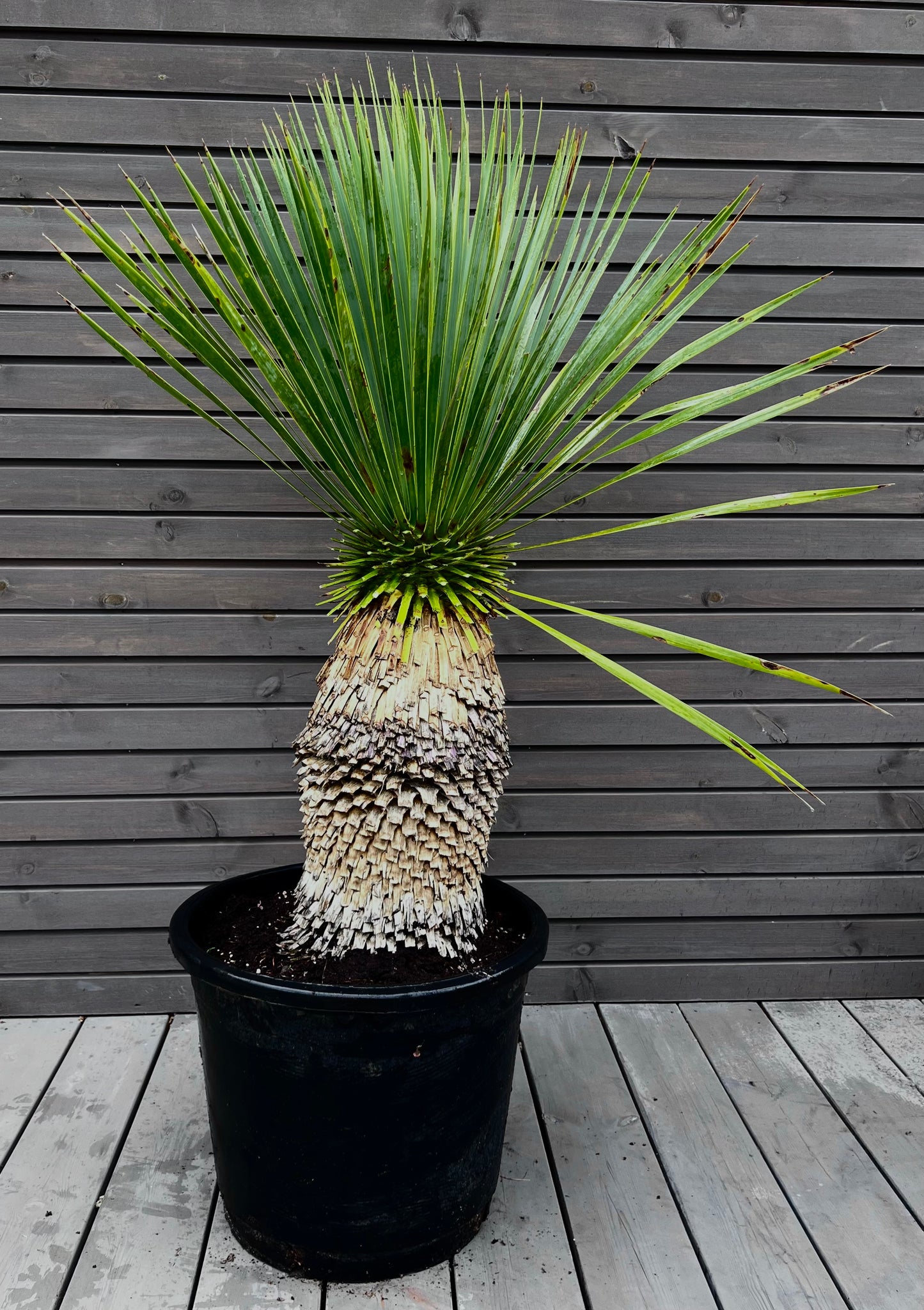 Yucca Rostrata 45cm