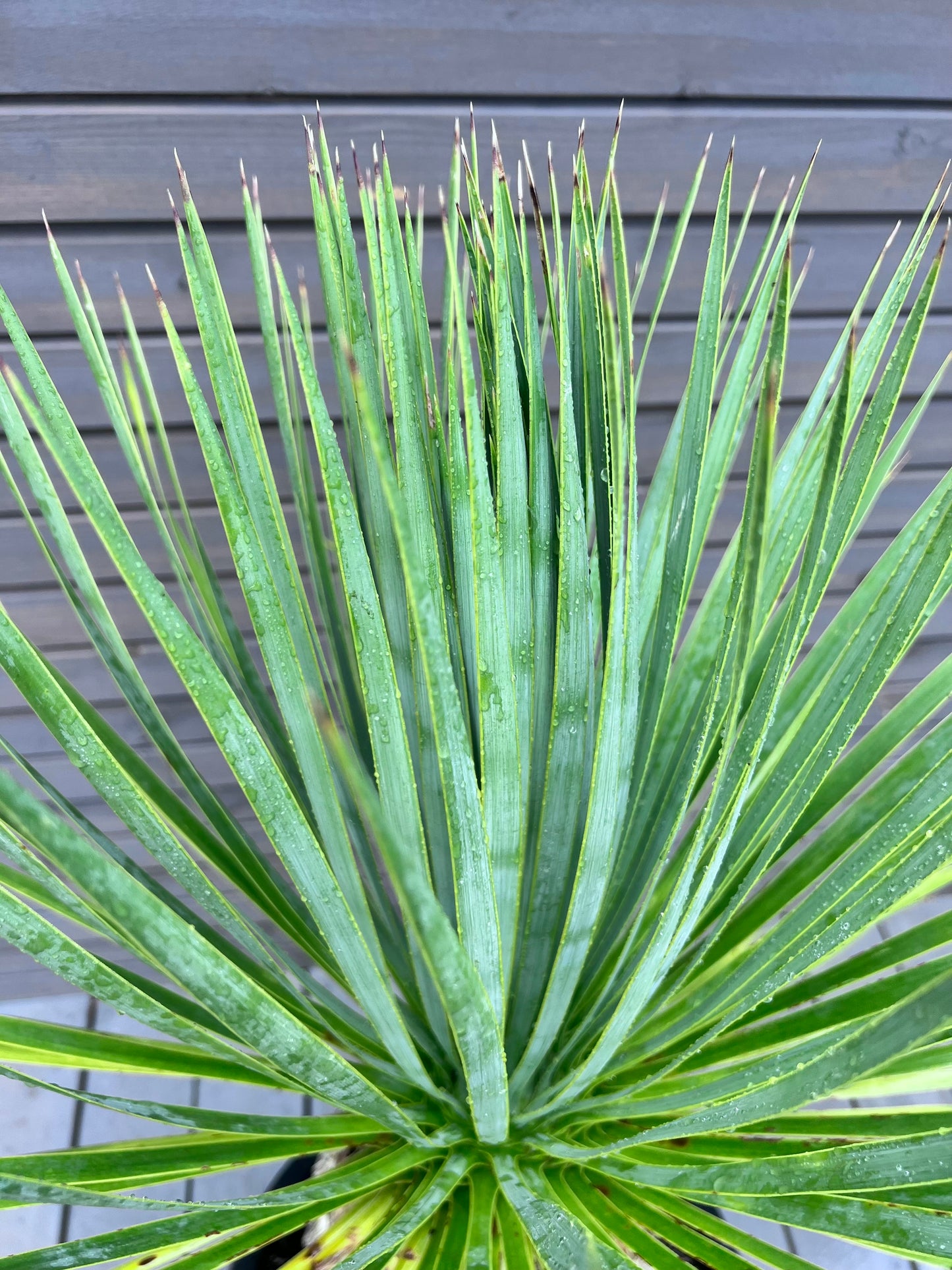Yucca Rostrata 45cm