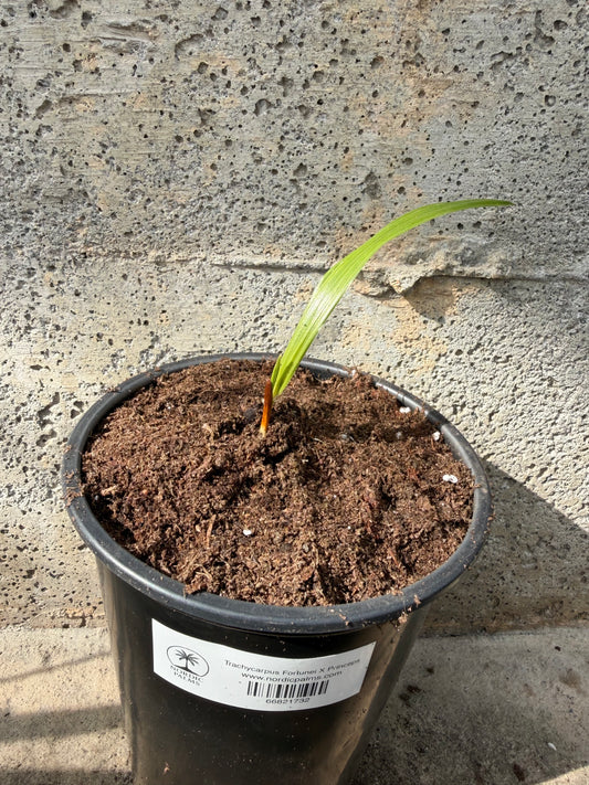 Trachycarpus Fortunei X Princeps