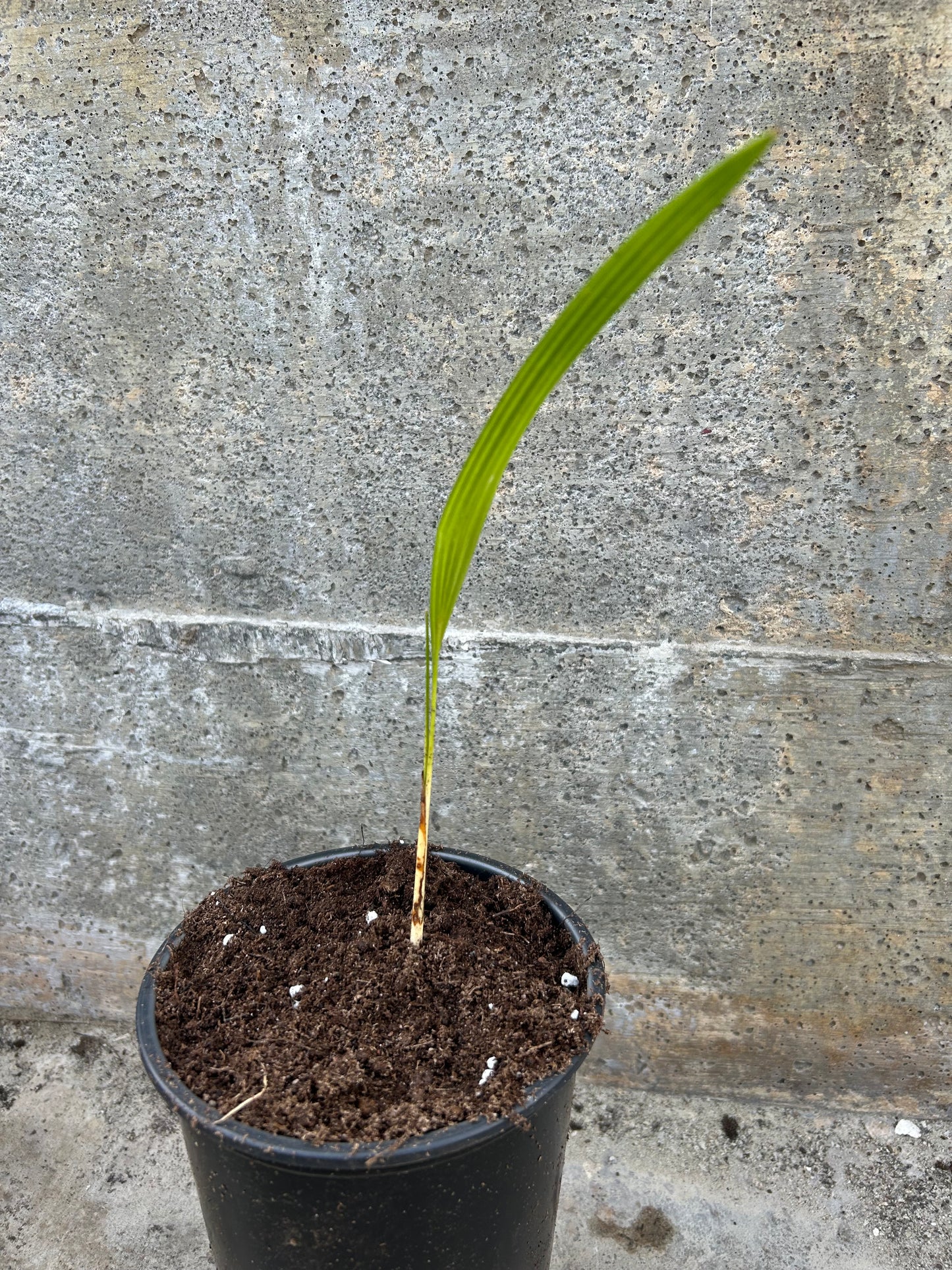 Trachycarpus (Wagnerianus X Fortunei) x Kinla Hill