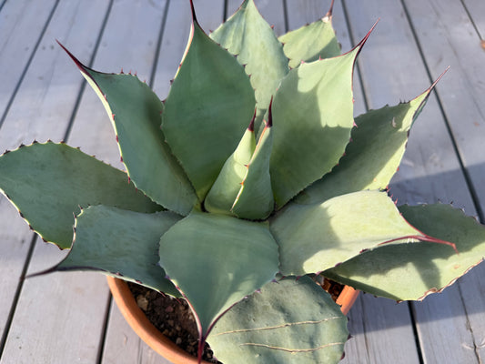 Agave Parryi