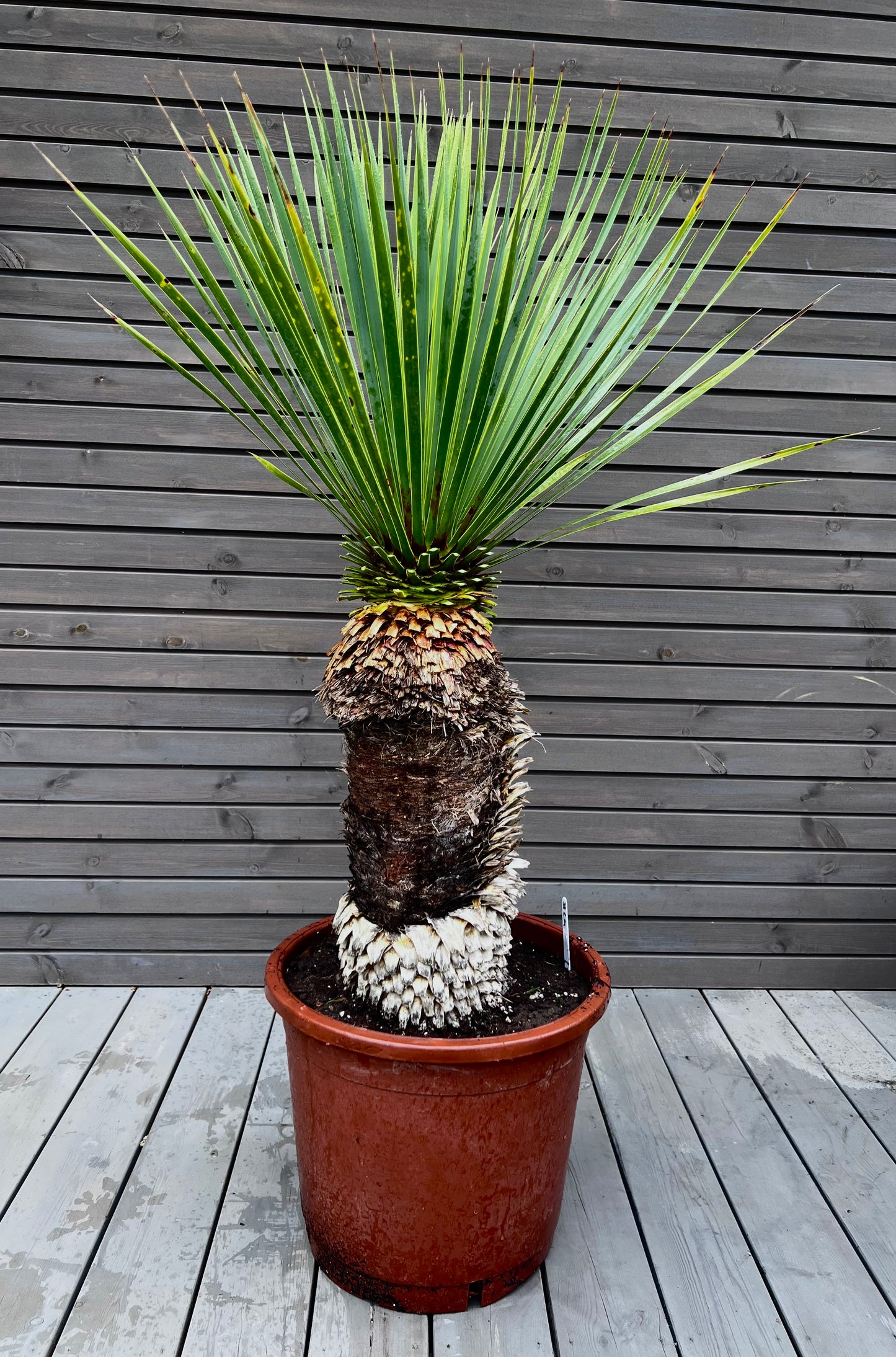 Yucca Rostrata 51cm