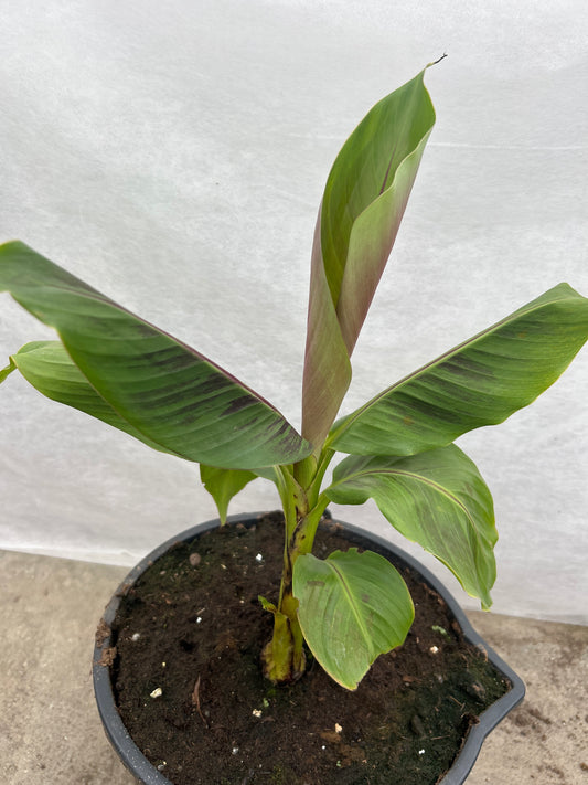 Musa Sikkimensis Red Tiger