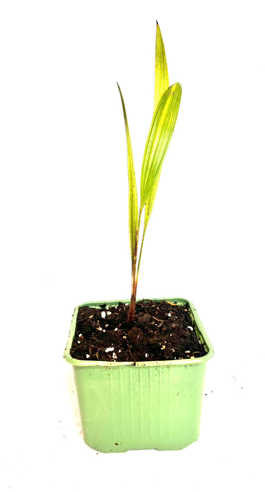 Trachycarpus Ukhrulensis 1.5L