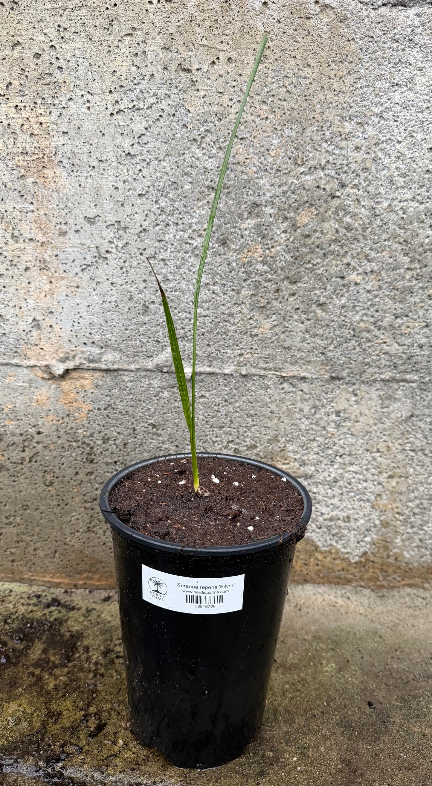 Serenoa repens 'Silver'