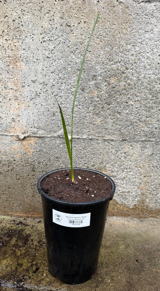 Serenoa repens 'Silver'