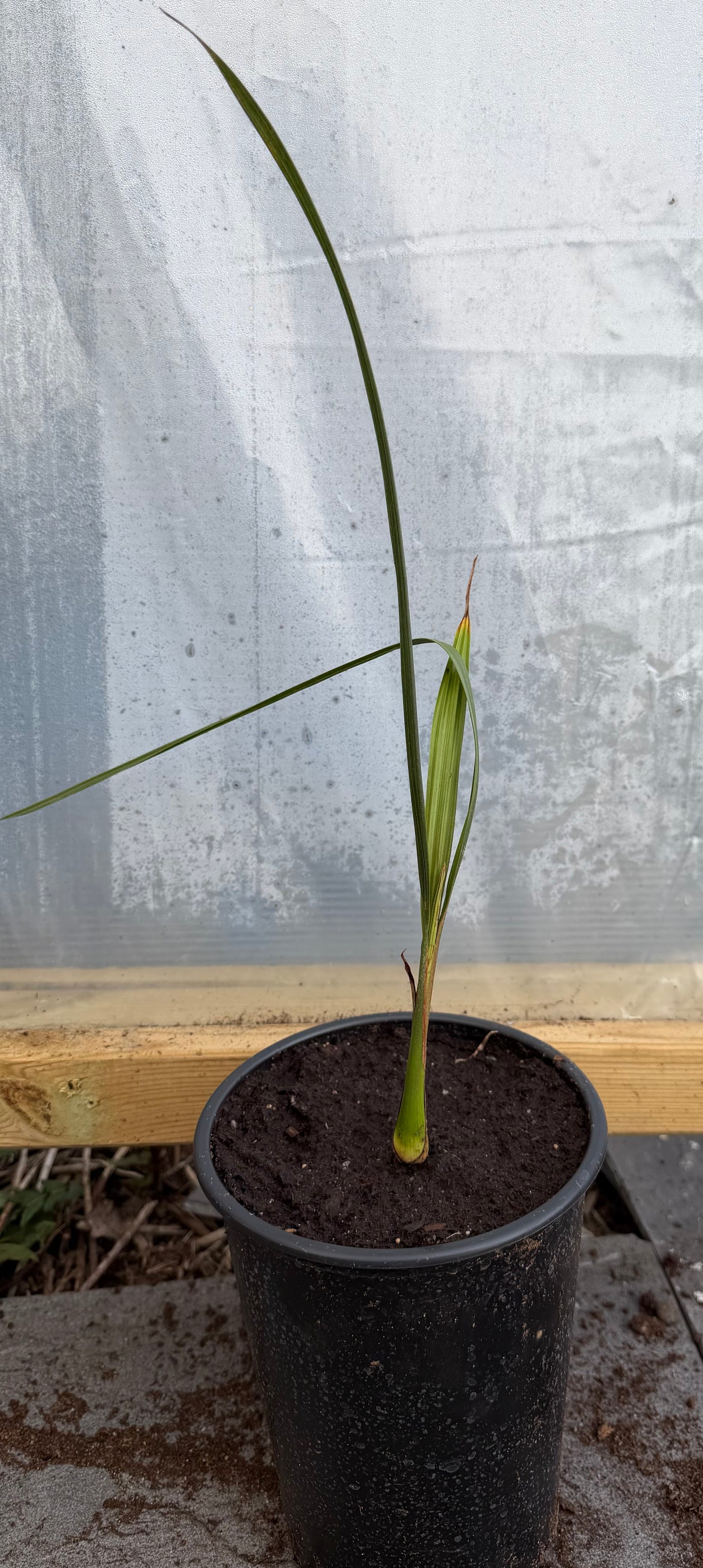Butia Capitata