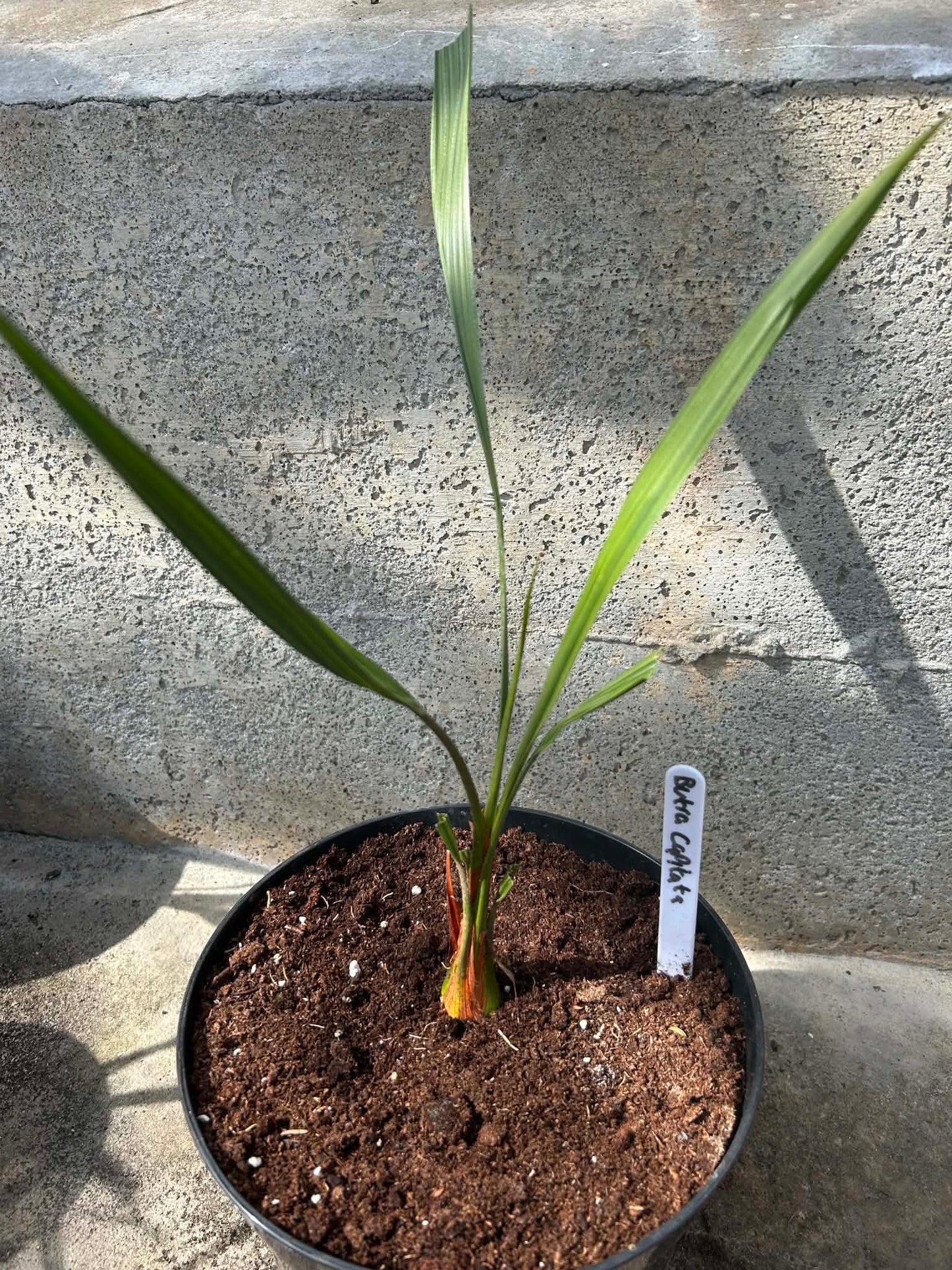 Butia Capitata