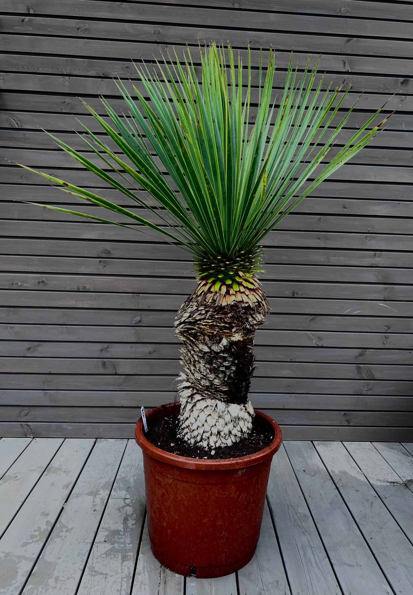 Yucca Rostrata 51cm