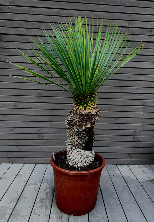 Yucca Rostrata 51cm