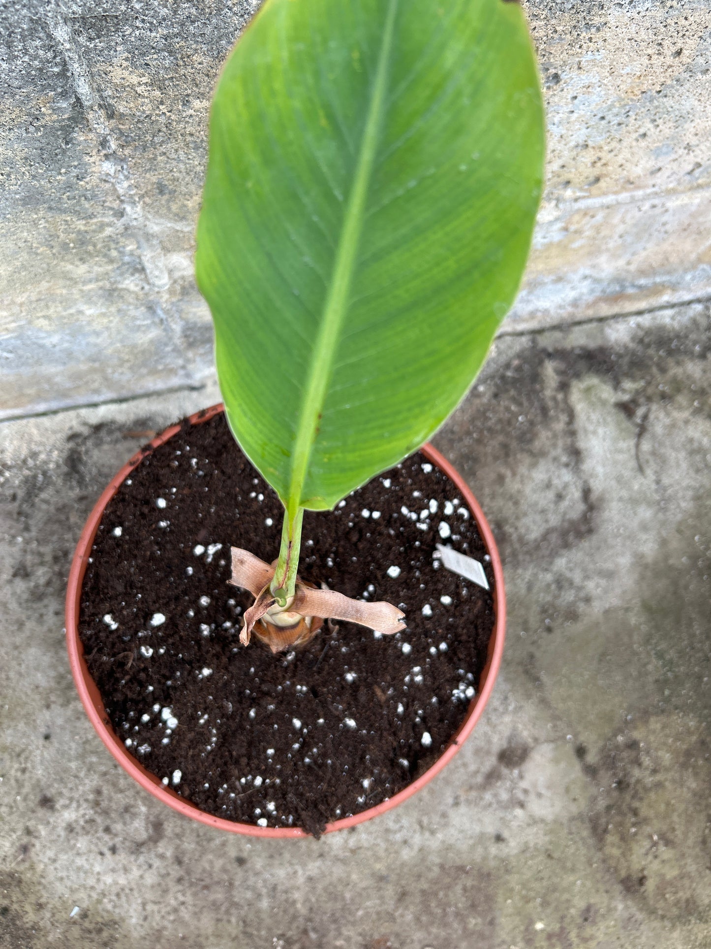 Musella lasiocarpa