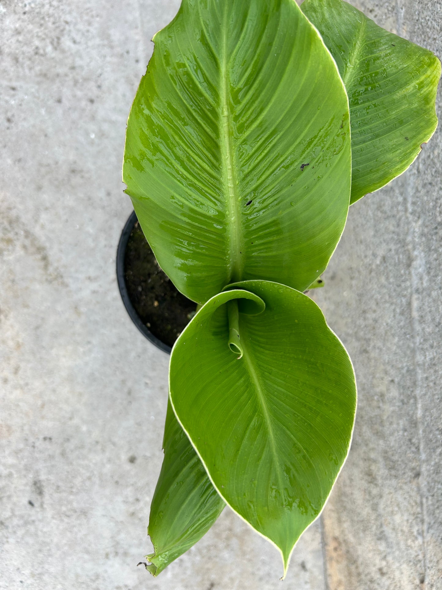 Ensete ventricosum