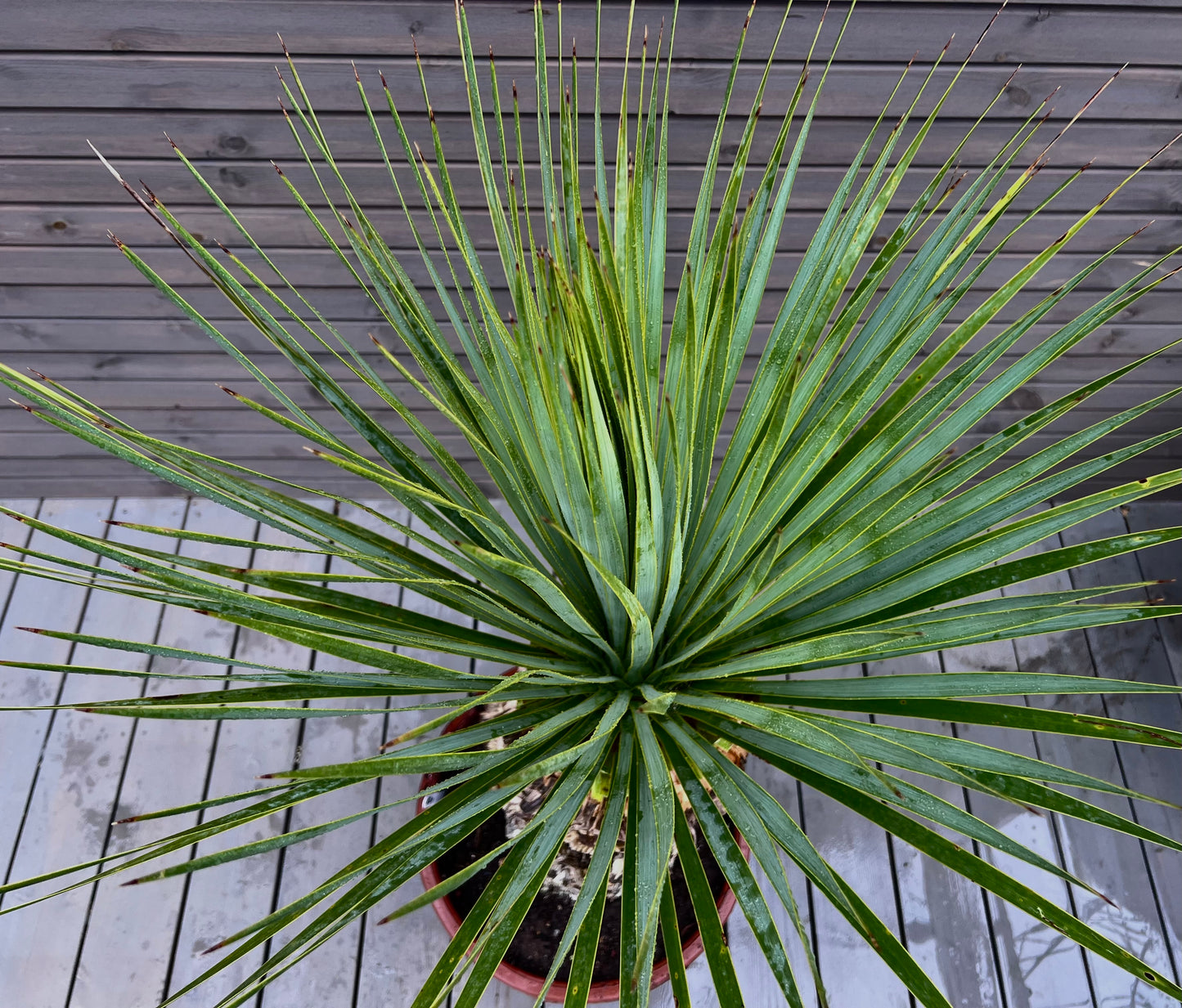 Yucca Rostrata 51cm