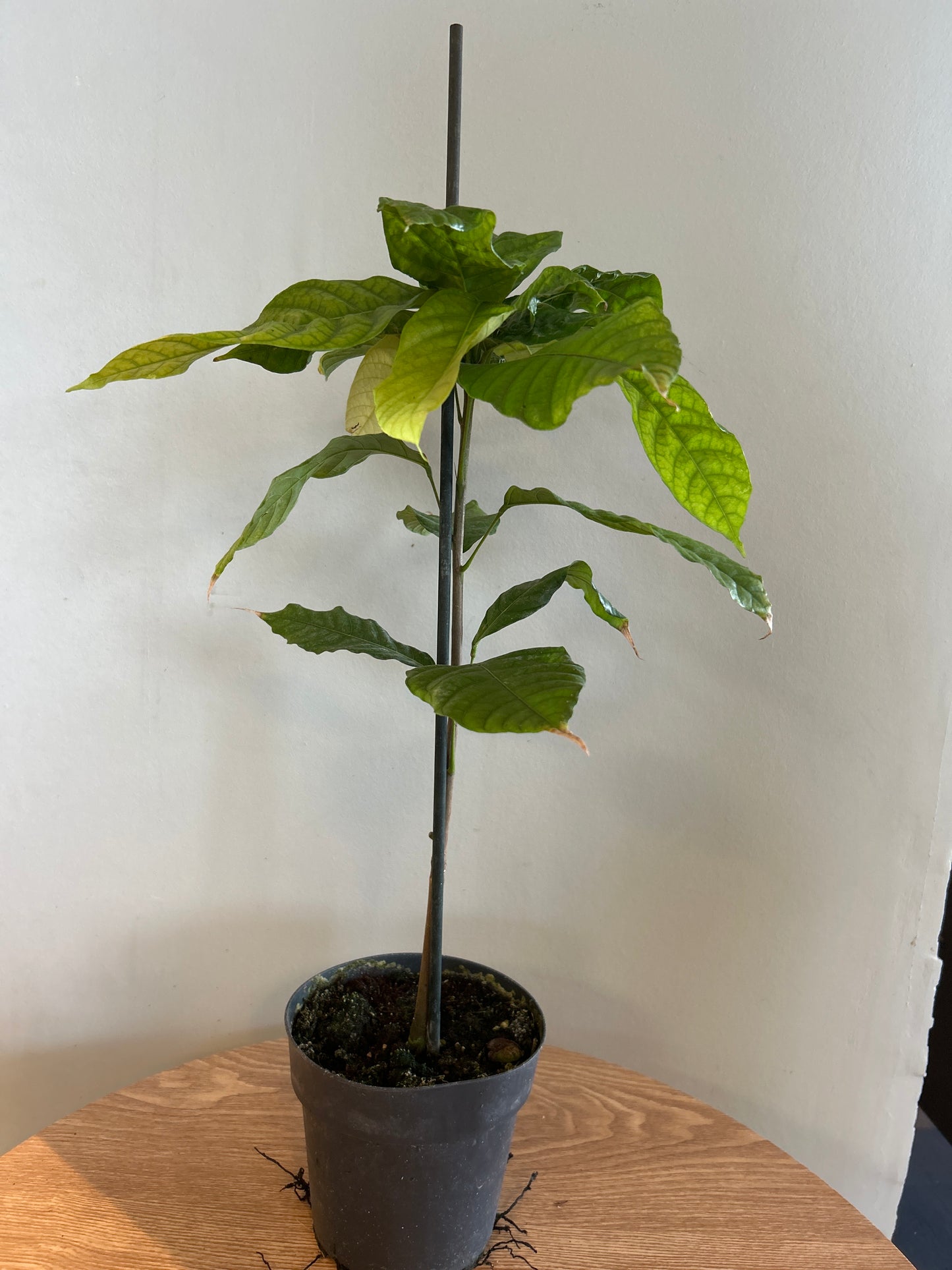 Theobroma Cacao