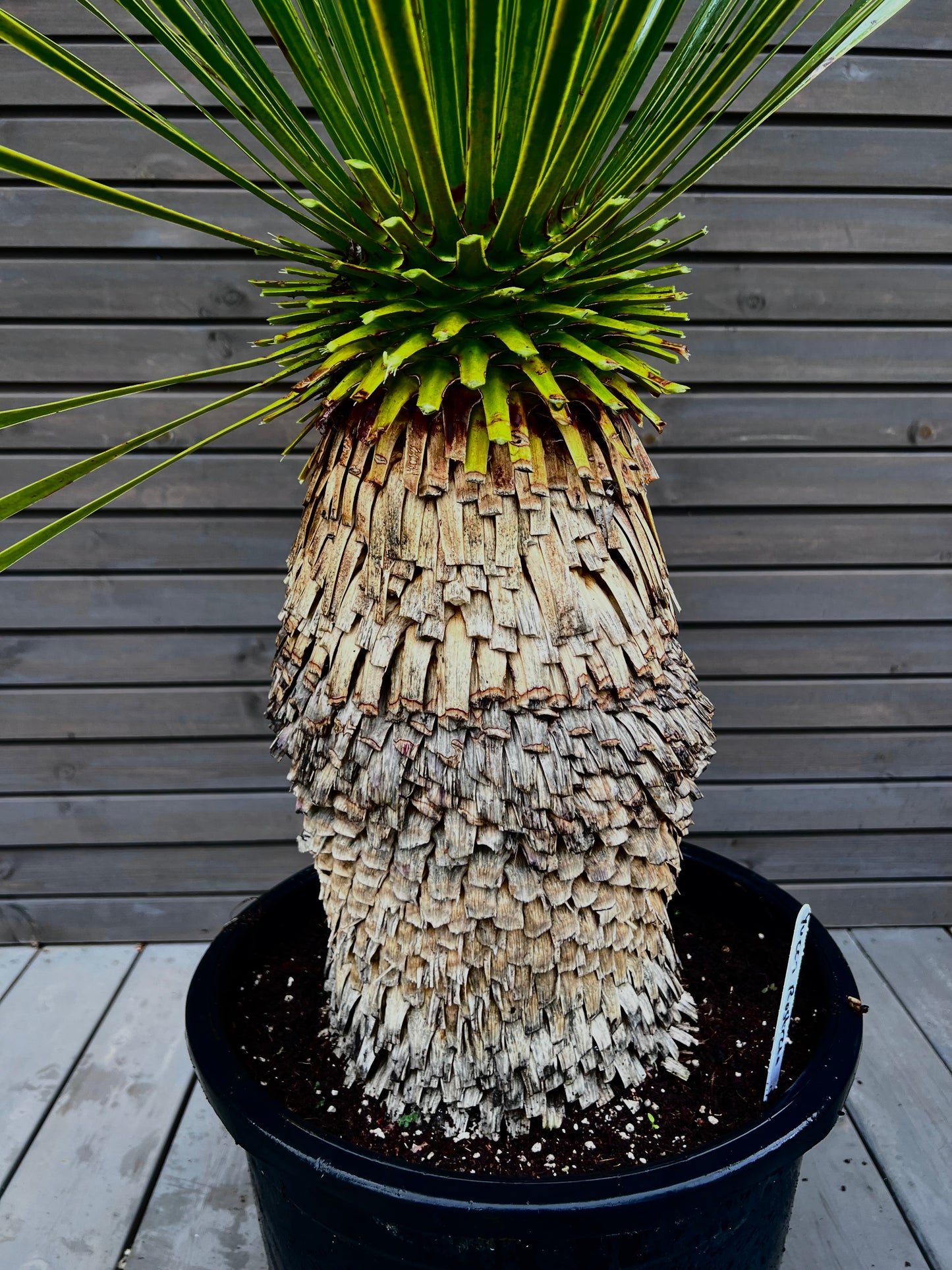 Yucca Rostrata 45cm
