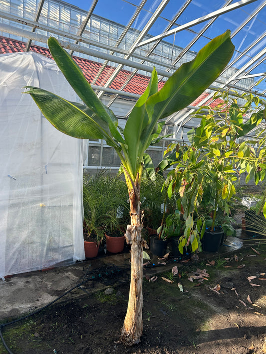 Musa acuminata Grand Nain XL