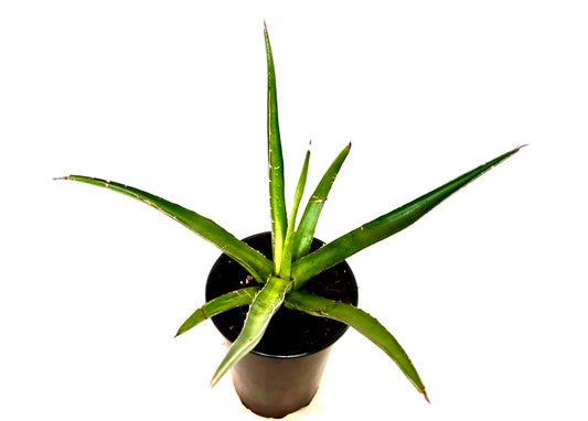 Agave lechuguilla