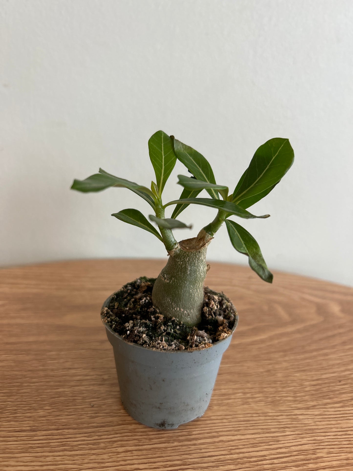 Adenium obesum