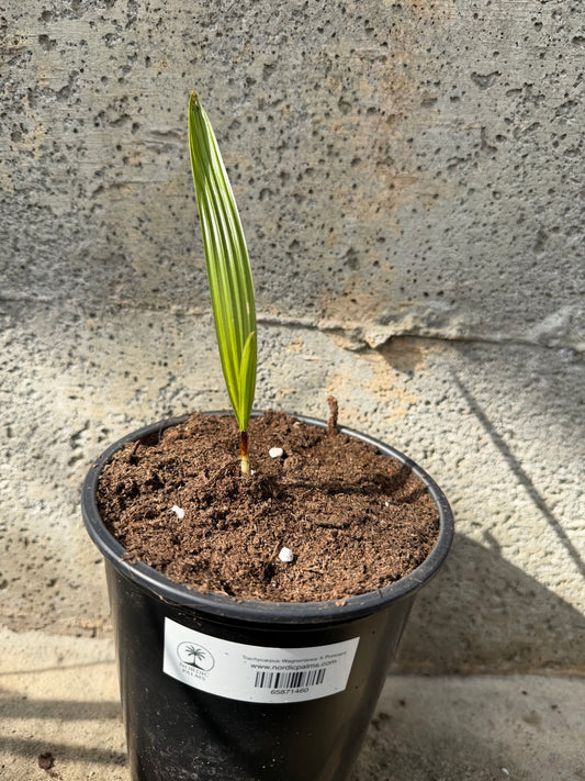 Trachycarpus Wagnerianus X Princeps