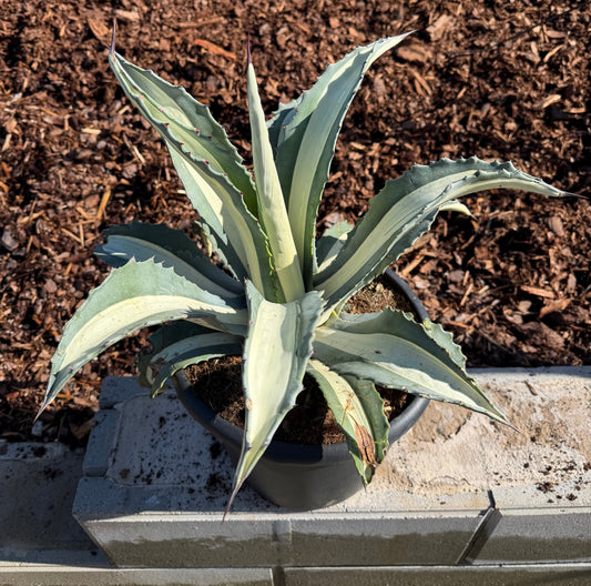 Agave americana 'Mediopicta alba'