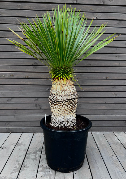 Yucca Rostrata 45cm