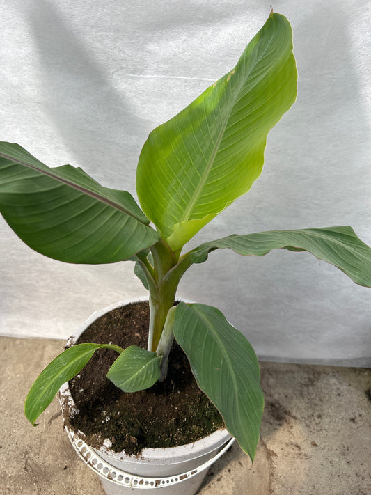 Musa balbisania