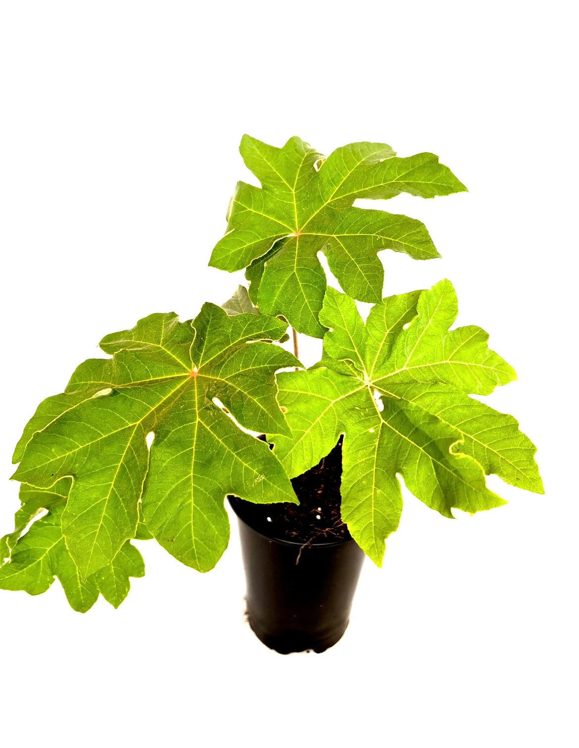 Tetrapanax papyrifer 'Rex'