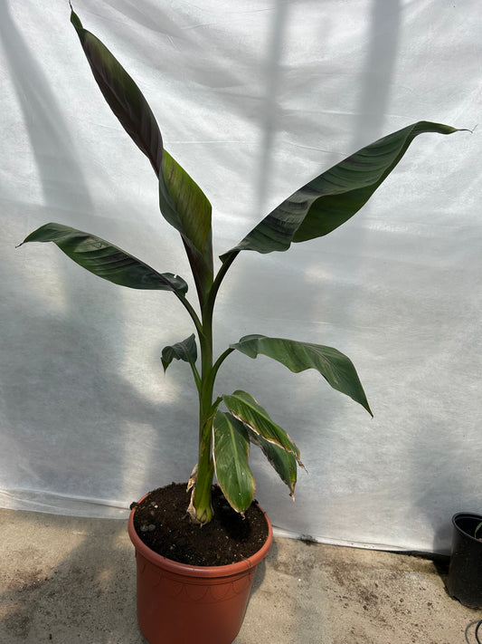 Musa Sikkimensis Red Tiger