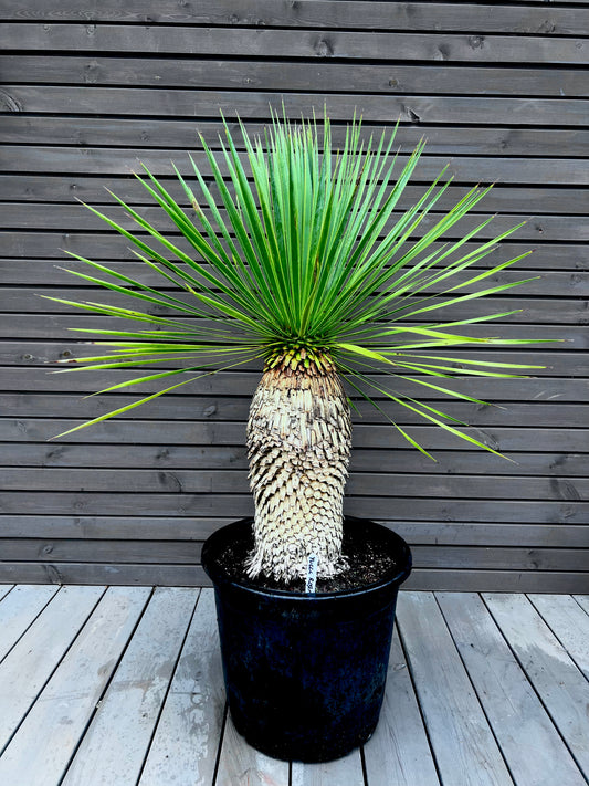 Yucca Rostrata 45cm