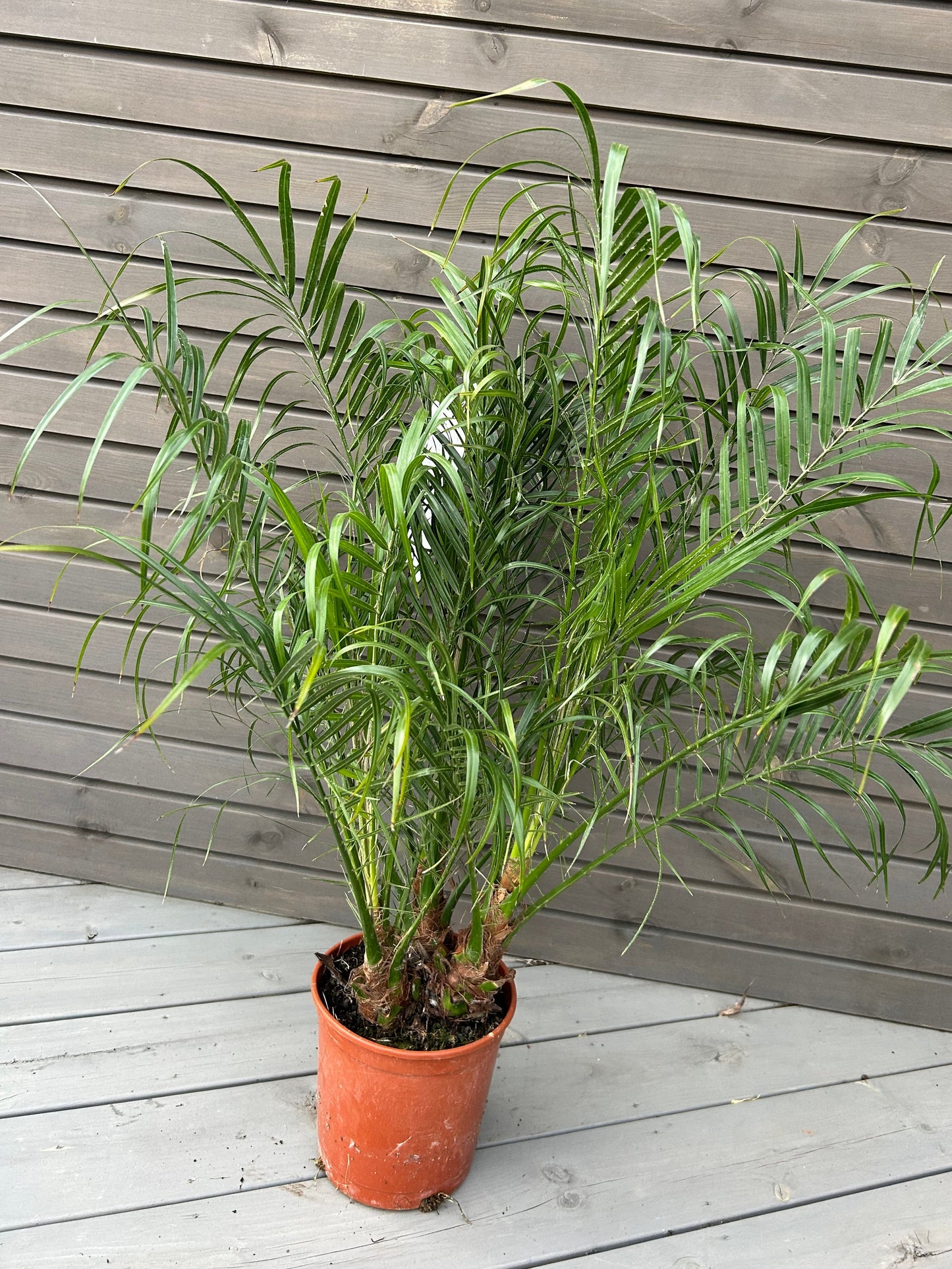 Phoenix Roebelenii