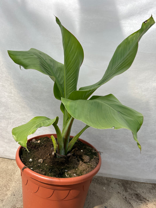 Ensete ventricosum