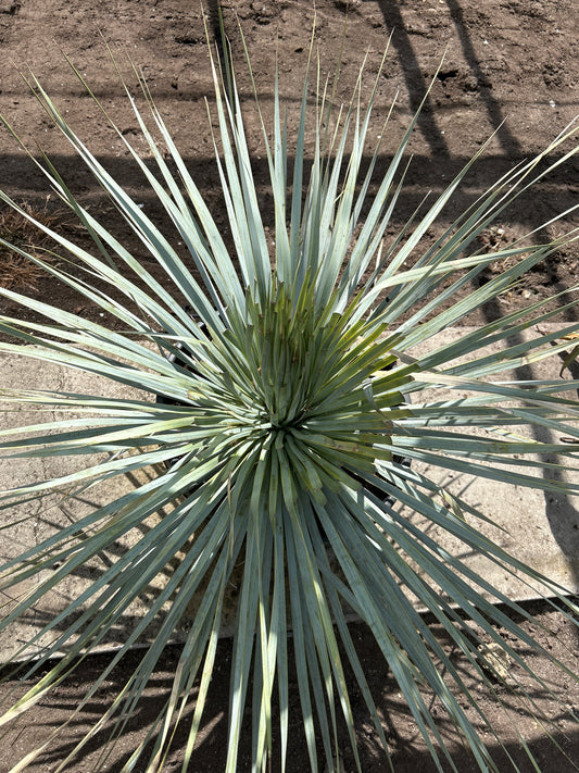 Yucca Rostrata Super Blue