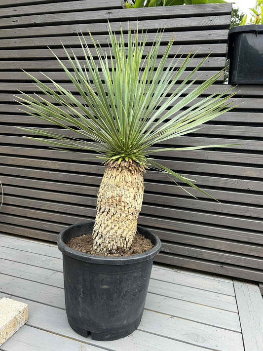 Yucca Rostrata 38cm