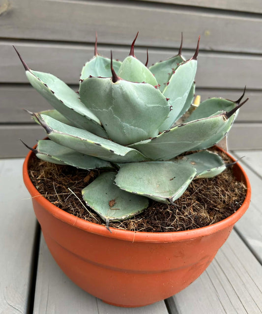 Agave parryi var. truncata