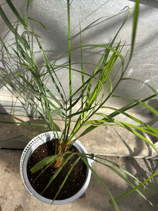 Butia Capitata
