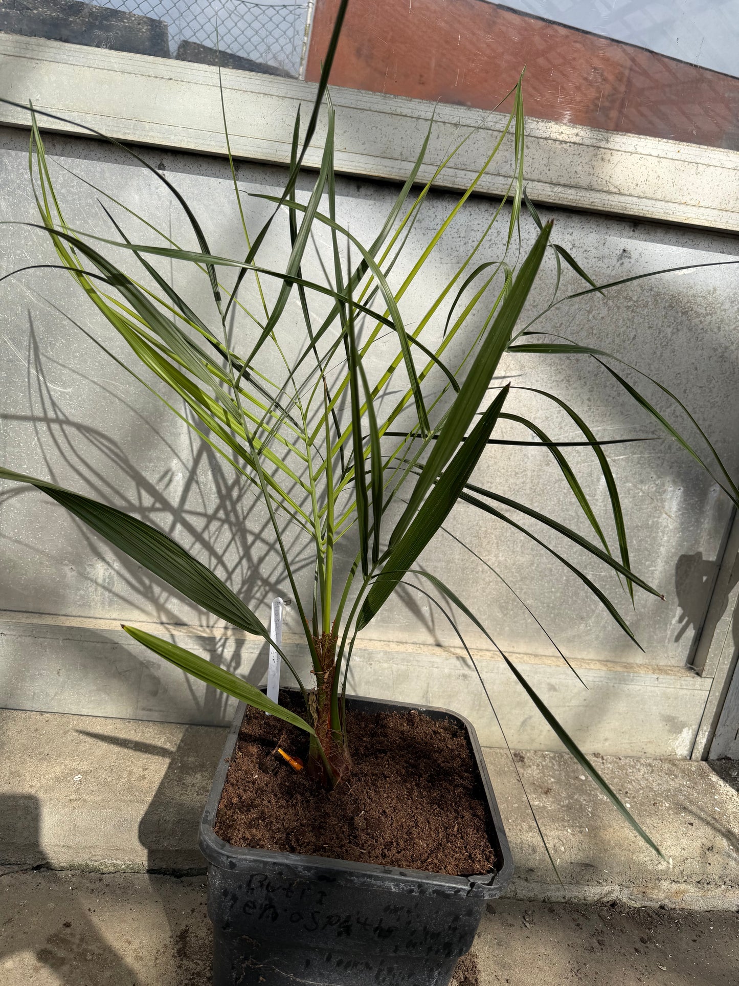 Butia Eriospatha