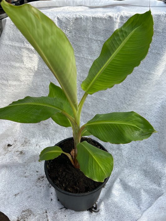 Musa da jiao