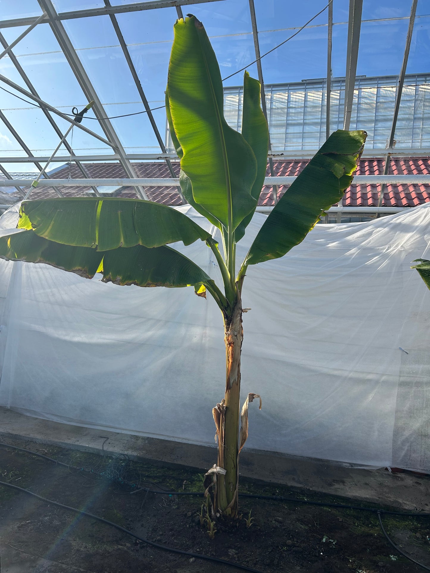 Musa acuminata Grand Nain XL
