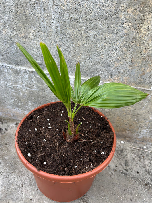 Trachycarpus Latisectus