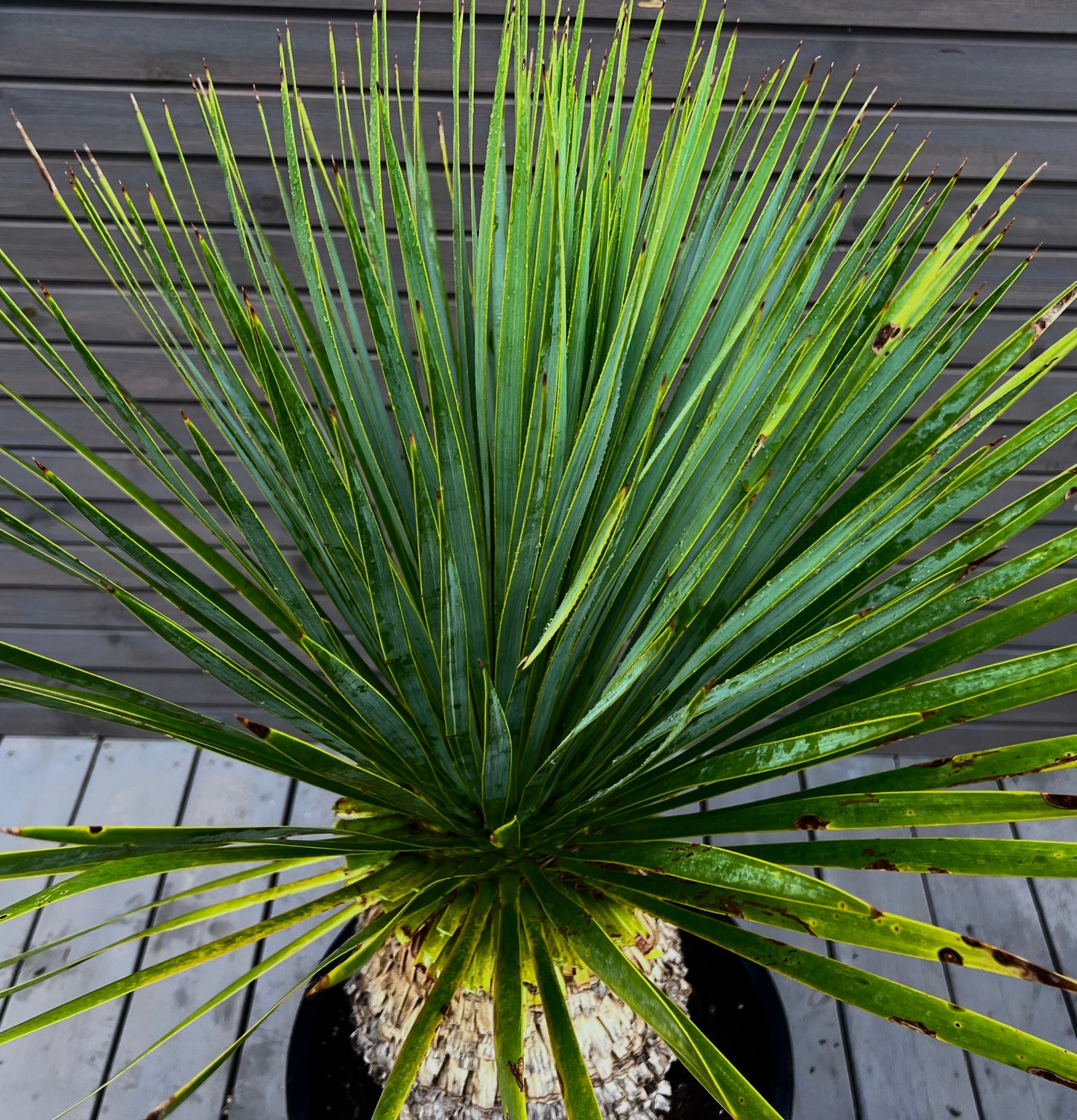 Yucca Rostrata 45cm