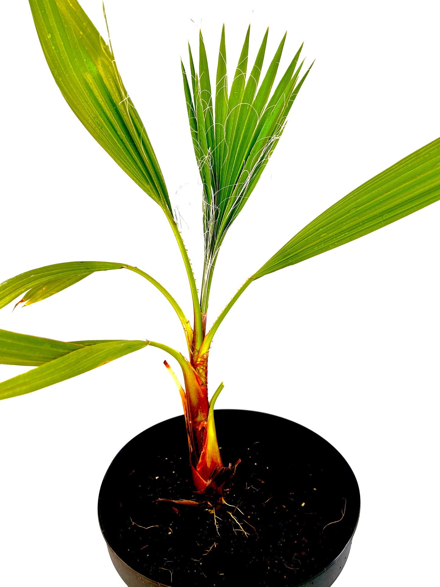 Washingtonia Robusta 5L