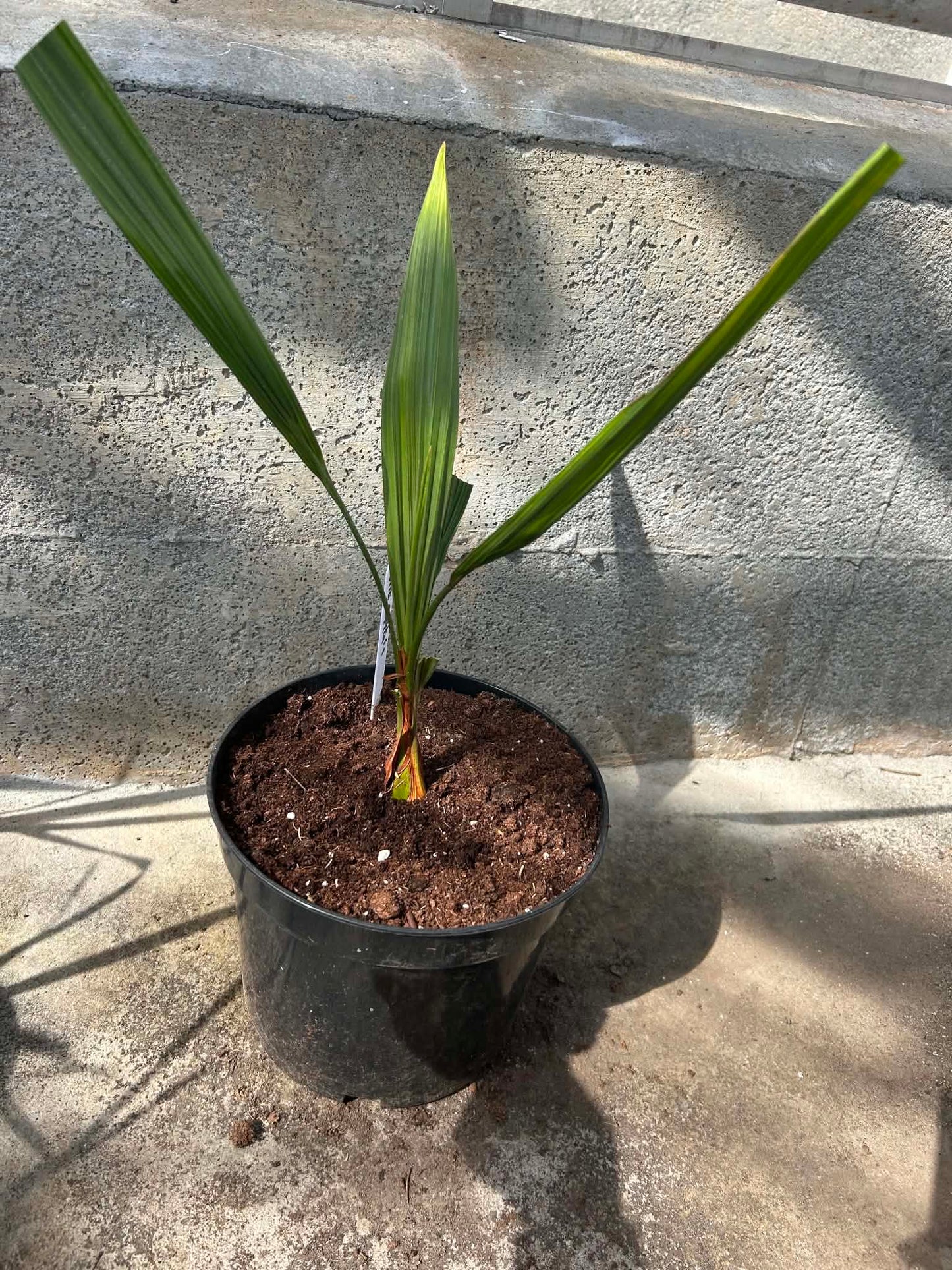 Butia Capitata