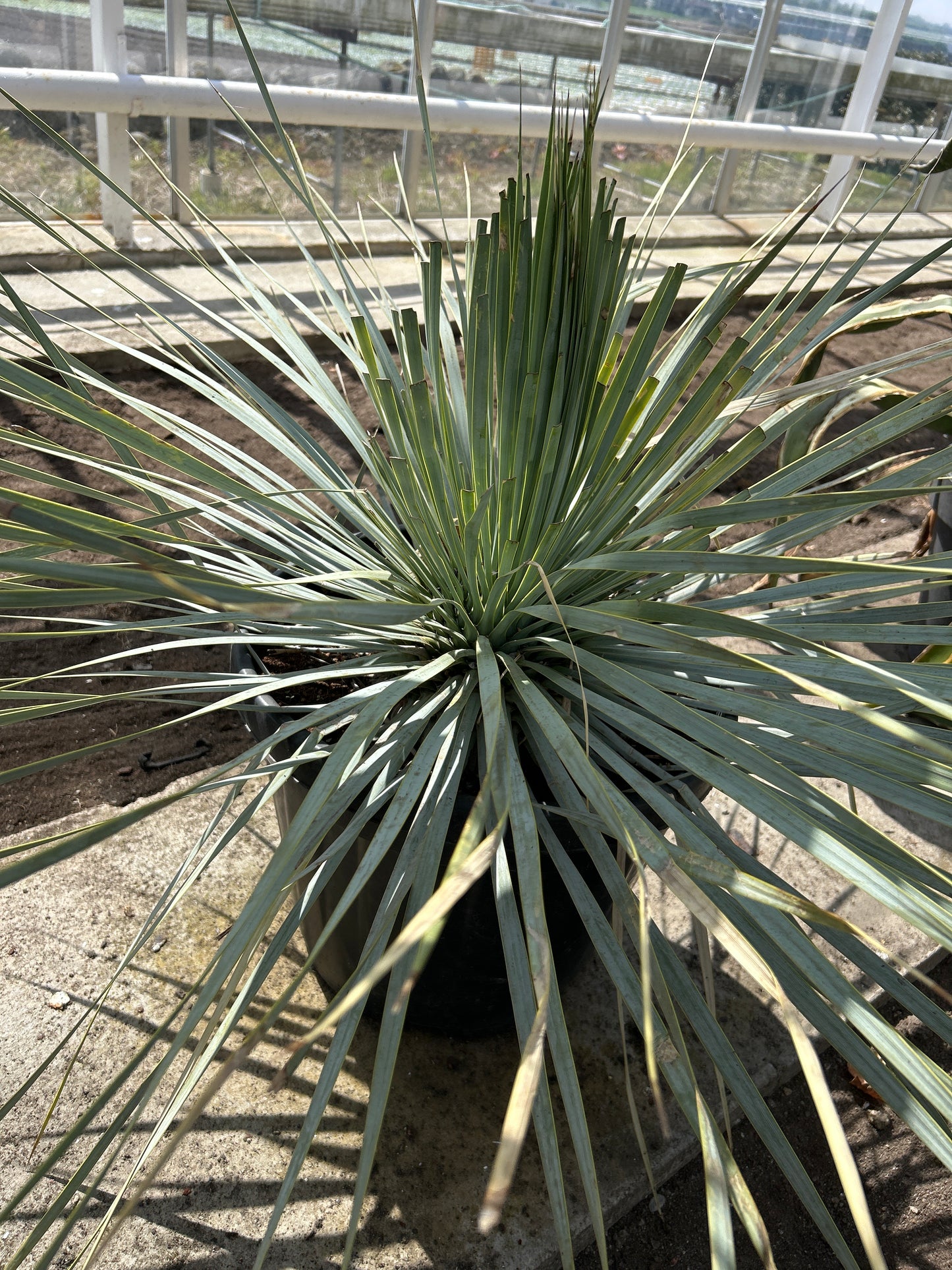 Yucca Rostrata Super Blue