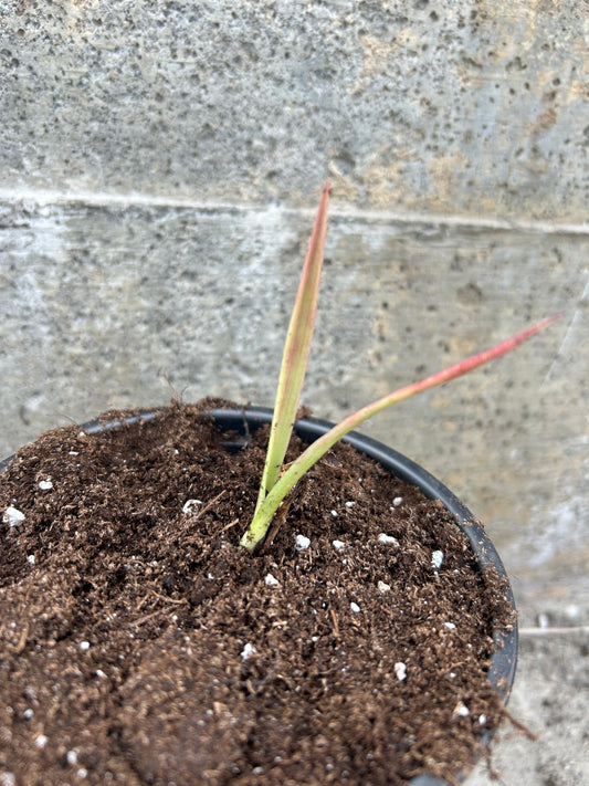 Yucca Aloifolia