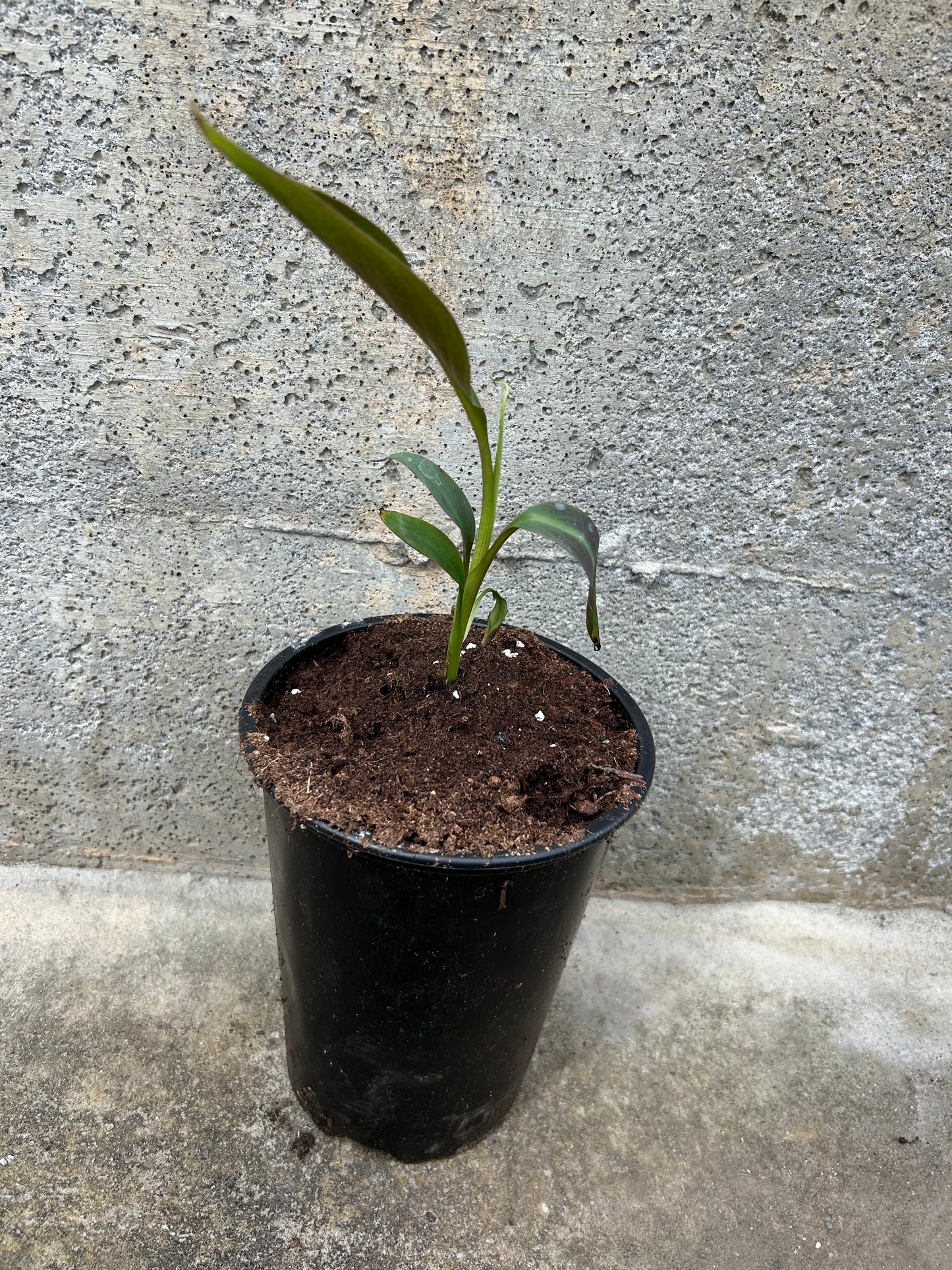 Musa Siam Ruby