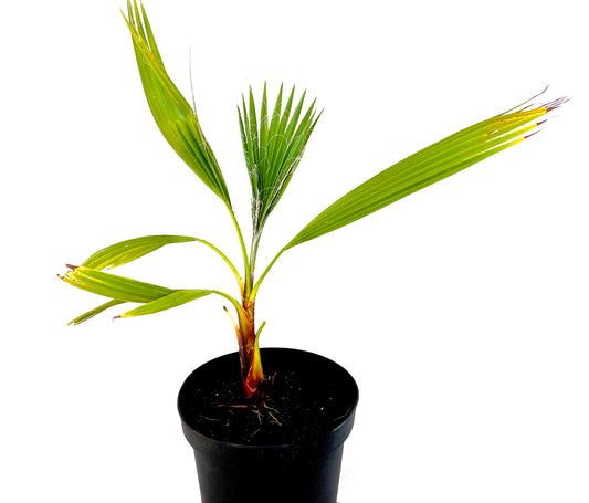 Washingtonia Robusta 5L